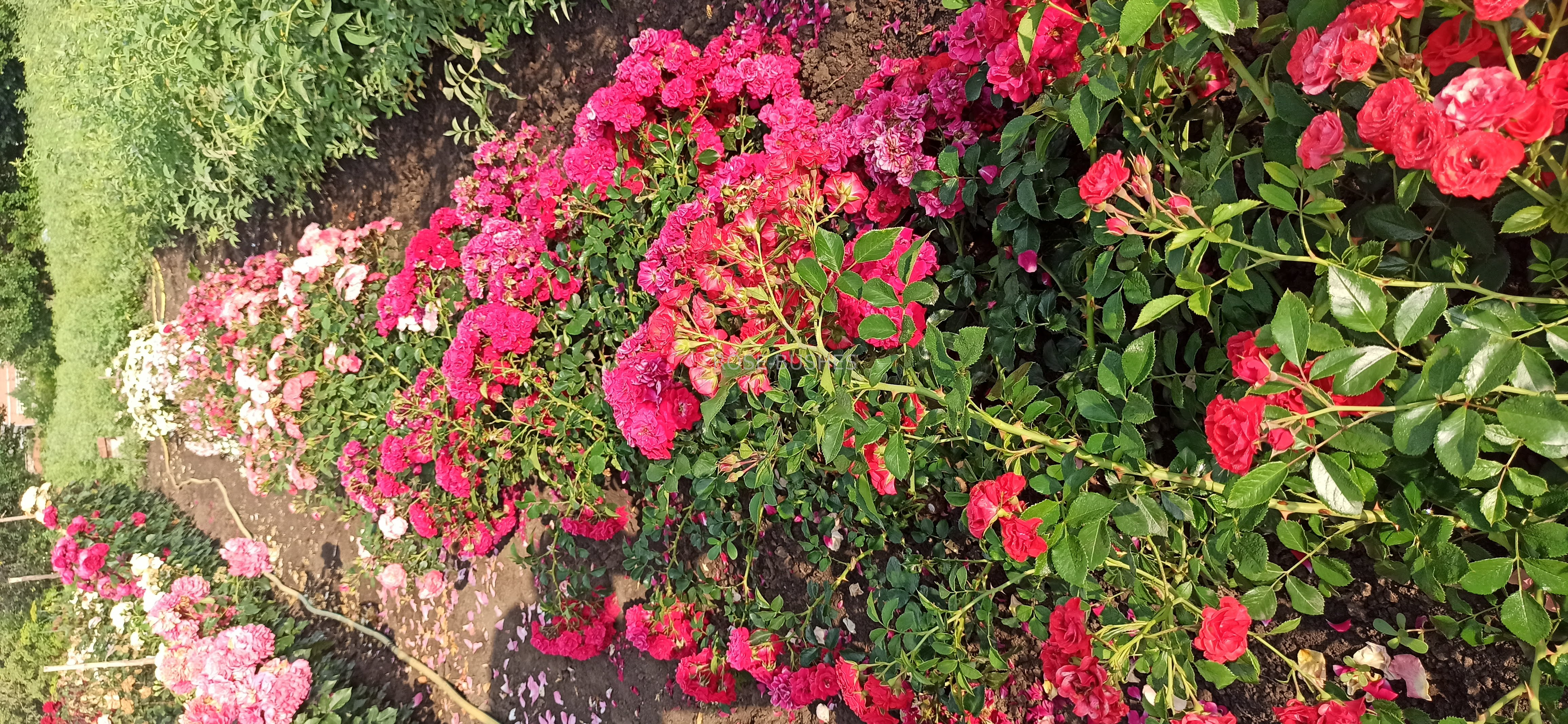 ��� �����. Red Fairy. (��. �������.)